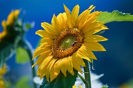 28.8.sunflower